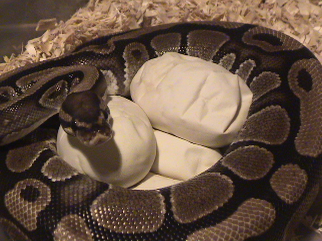 Ball Python