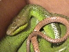 Red-Tailed Green Ratsnake