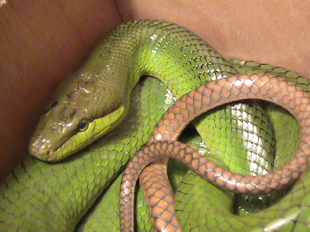 Red-Tailed Green Ratsnake