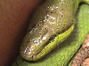 Red-Tailed Green Ratsnake
