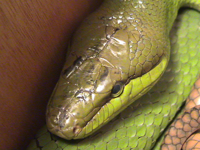 Red-Tailed Green Ratsnake