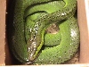 Red-Tailed Green Ratsnake