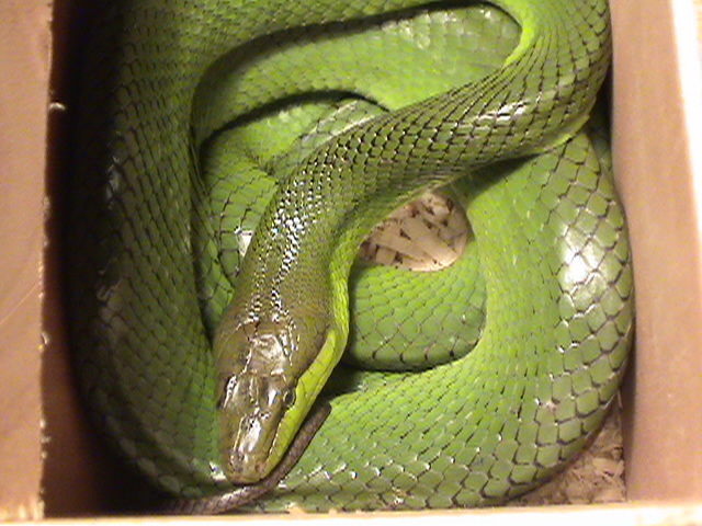 Red-Tailed Green Ratsnake