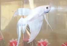 Casper