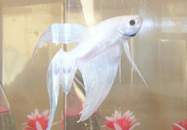 Casper