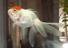Red Capped Oranda