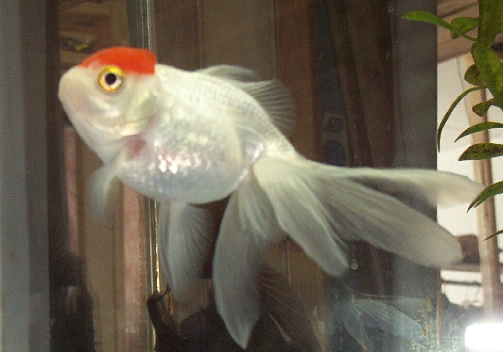 Red Capped Oranda