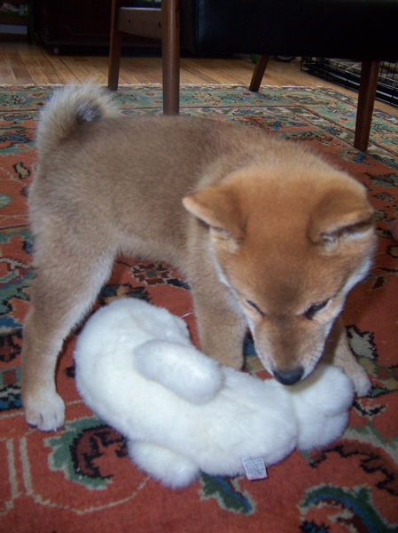 Beep with favorite toy
