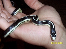 Close up: striped cali king