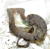 Amazon #10 2007 litter B