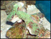 Saltwater - Austin Aquariums