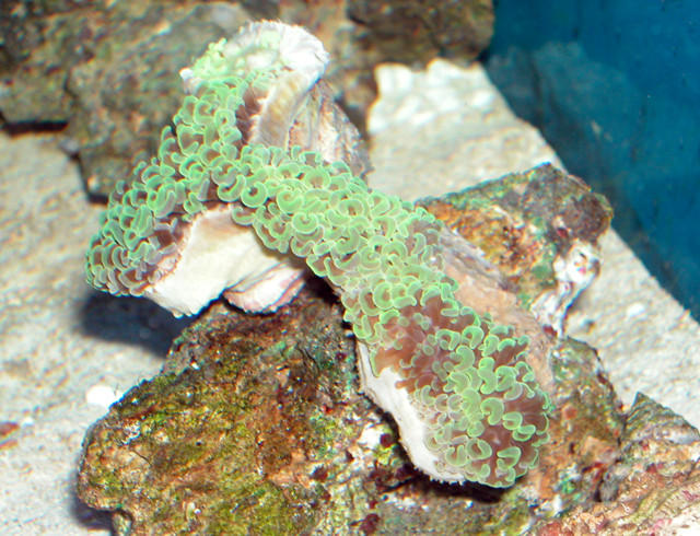 Saltwater - Austin Aquariums