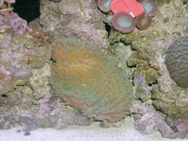 Saltwater Photos