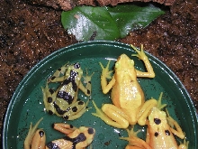 Panamania Golden Toads (A. zeteki)