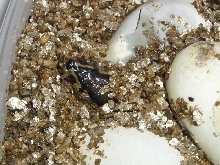 hatching ballpythons