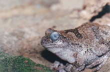 lipid deposits on a tree frog