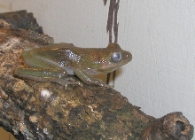 cloudy eyes on a squirrel tree frog