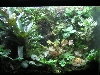 grown in tank