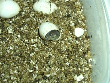 hatching three toes