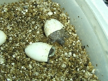 wo hatching box turtles