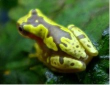 hourglass treefrog