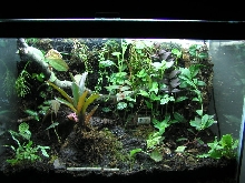 Planted terrarium picture