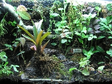 Dart frog terrarium