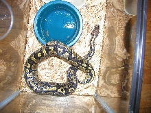 possible double het ball python