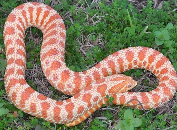 Tiger Patterned Hognose