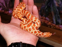 Extreme Red Albino Male 1yr