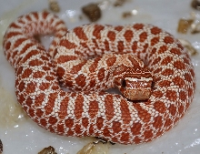 female red hypo hognose