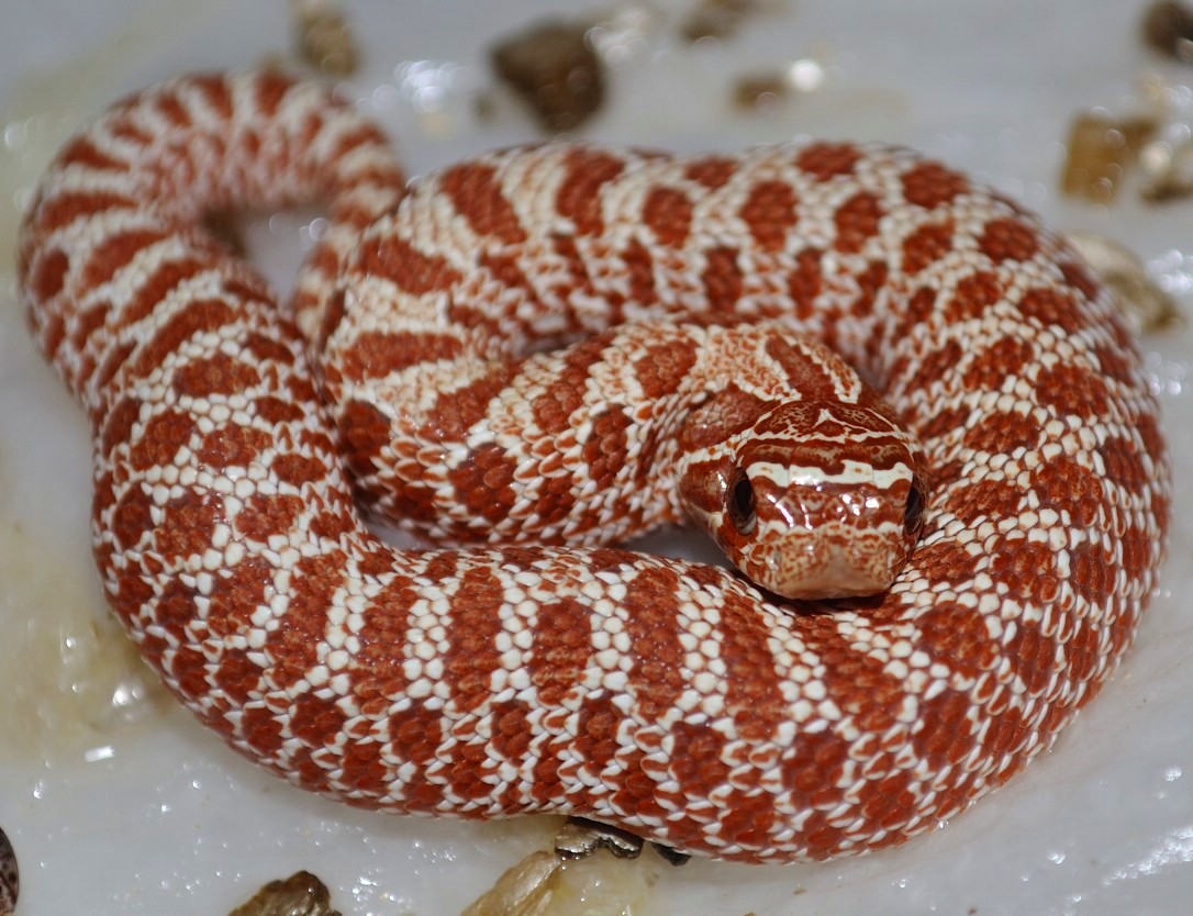 female red hypo hognose