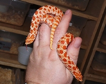 Extreme Red Albino Pair