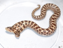 two headed hognose