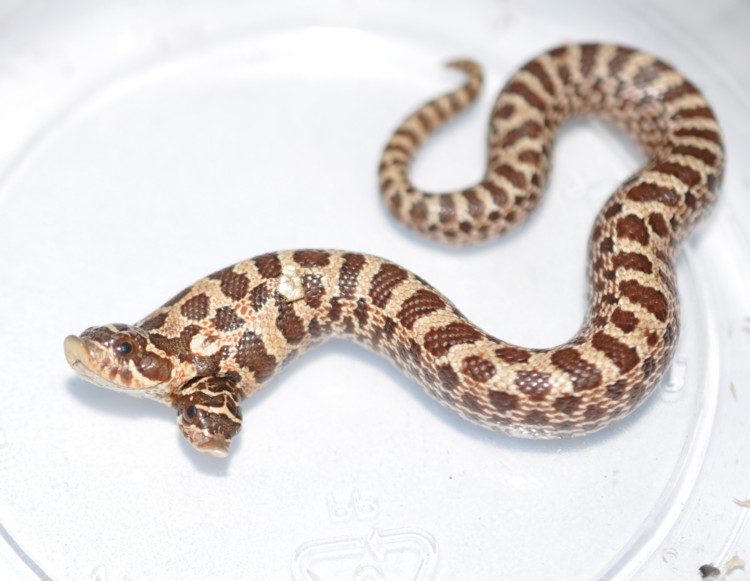 two headed hognose