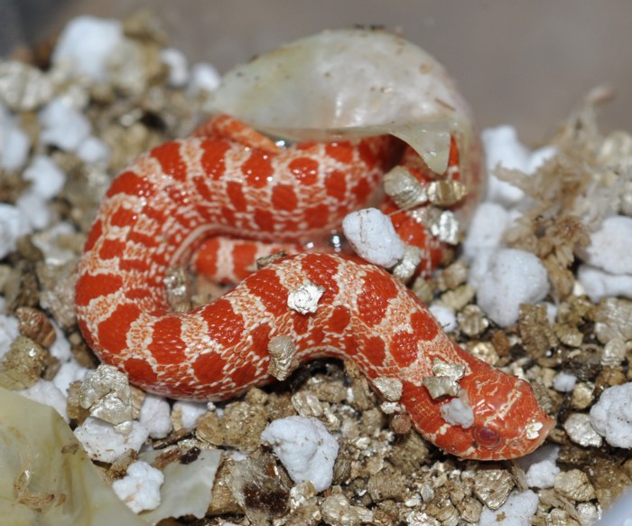 Purple Line Extreme Red Albino