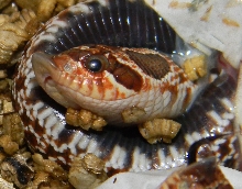 hognose hatching