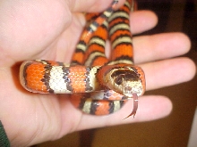 Double het for striped albino