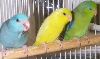 Mutation Parrotlets