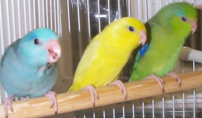 Mutation Parrotlets