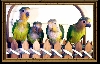 Brown-Throat Conures