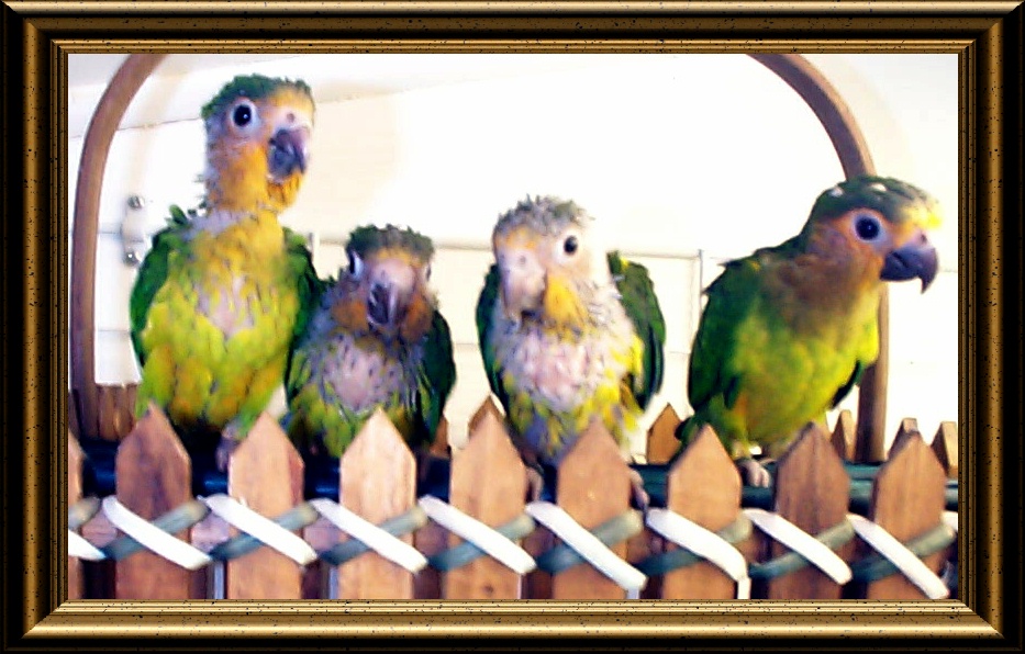 Brown-Throat Conures