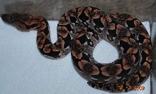Female Dum - 081209
