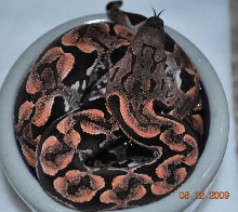 Male Dum 081209 -1