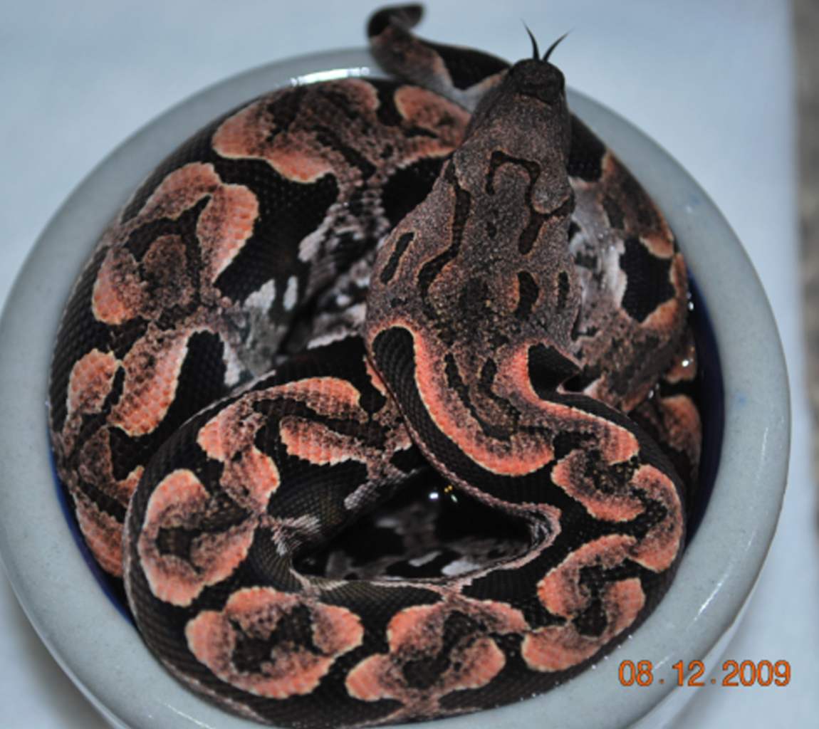 Male Dum 081209 -1