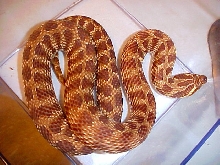 Western Hognose "Tiger Phase"