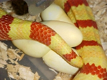 Albino Ruthveni X Stripe Ruthveni clutch