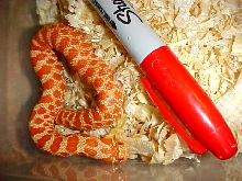 Extreme Red Albino