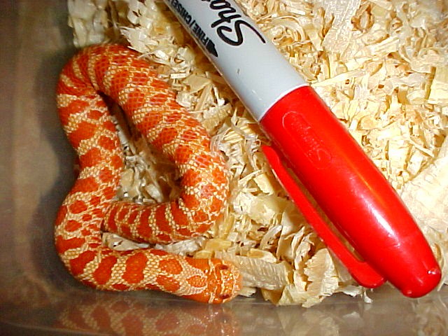 Extreme Red Albino