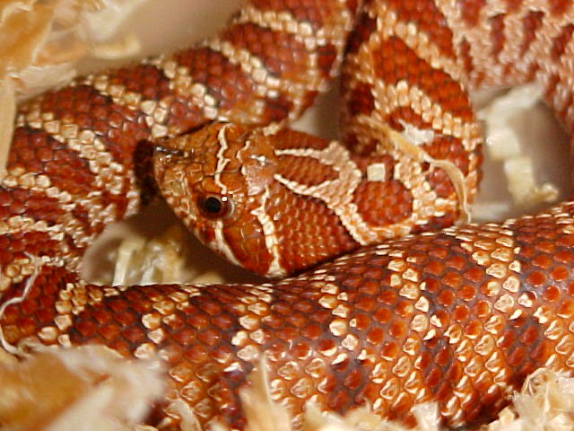 Extreme Red Het Male
